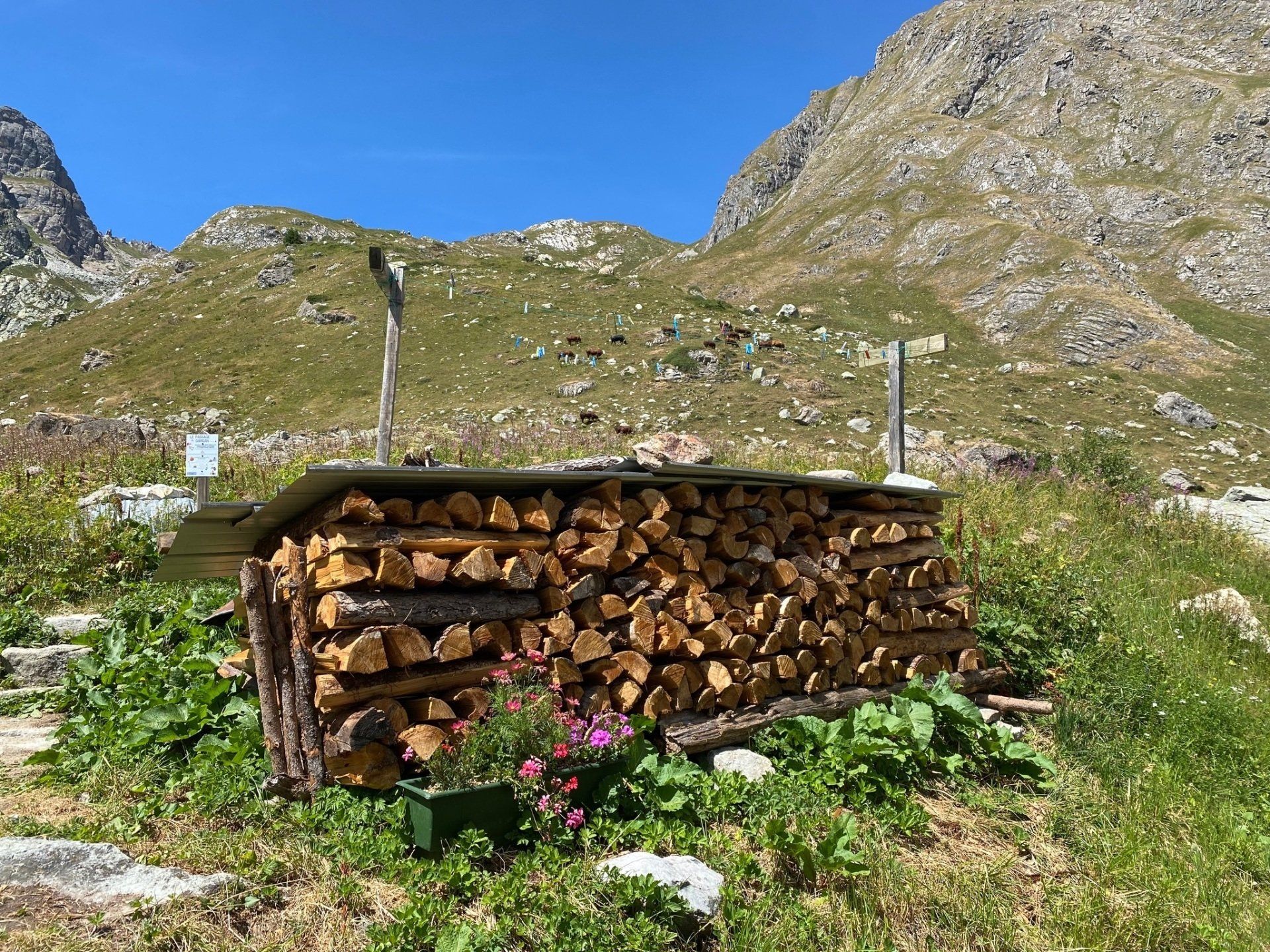 Alpine Log Pile