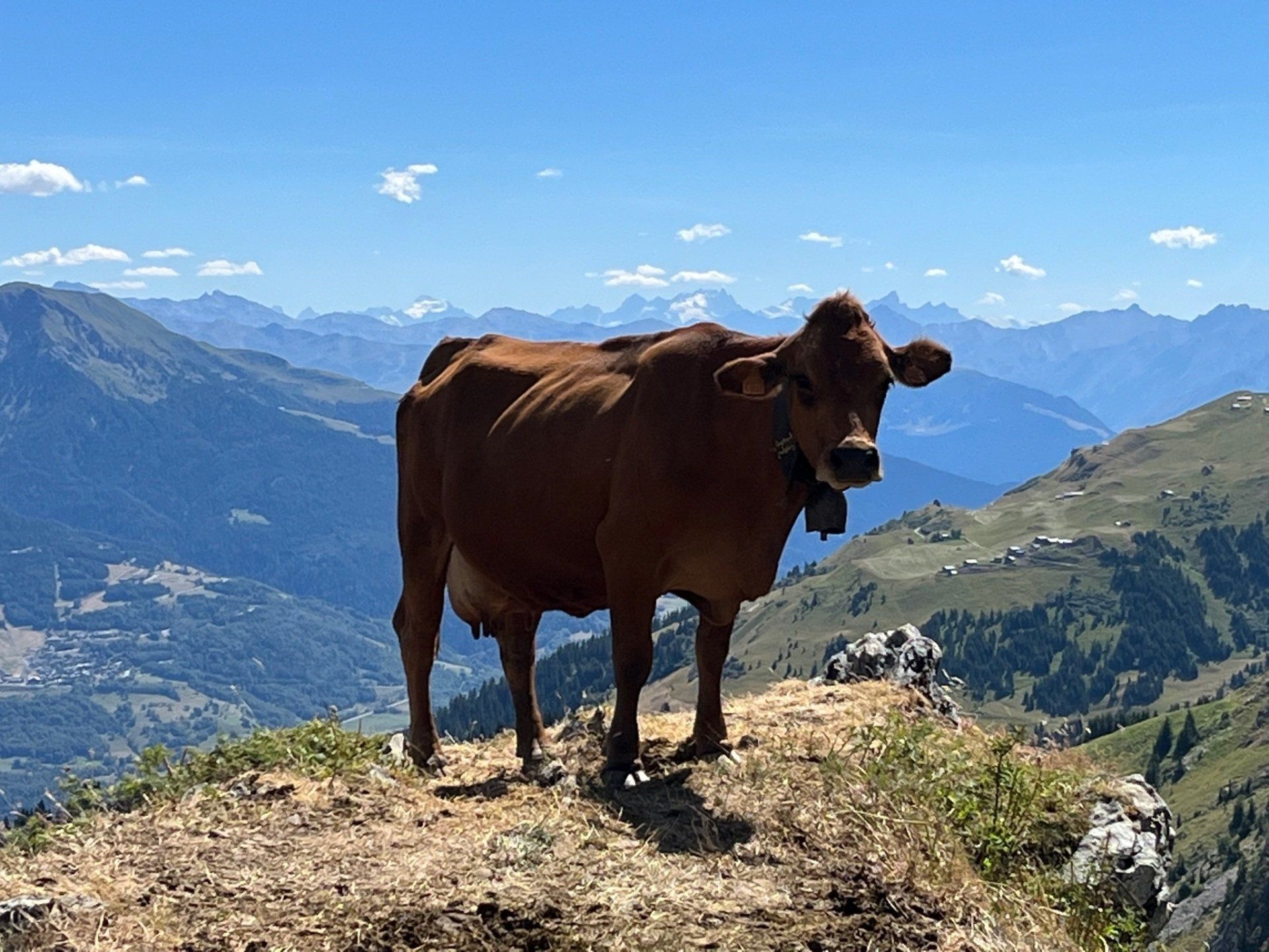 Cow in the Tarentaise Valley