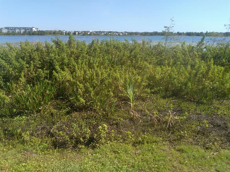 Shrubs — Central FL — Custom Lakefronts and Tree Care LLC