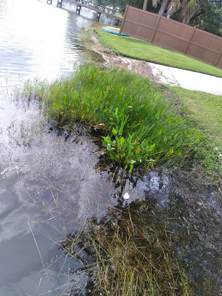 Before removing the grass — Central FL — Custom Lakefronts and Tree Care LLC