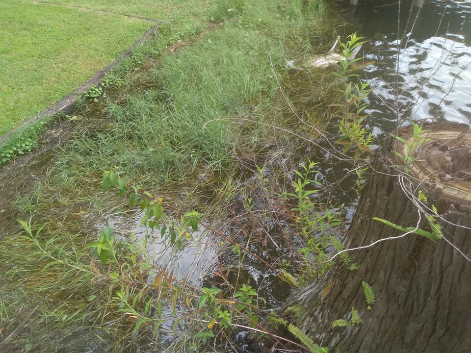 Before grass removal around the tree stump — Central FL — Custom Lakefronts and Tree Care LLC