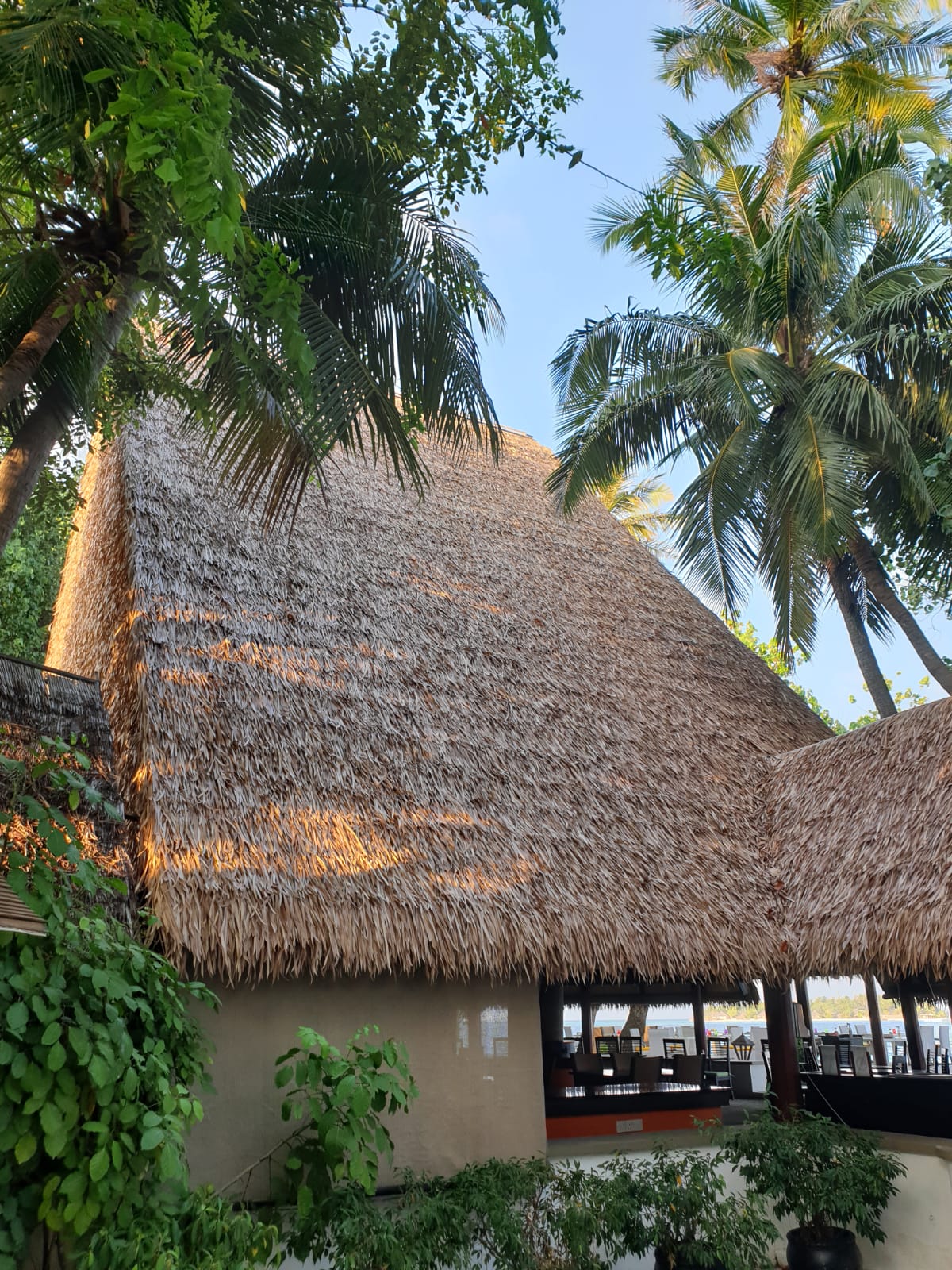 Thatch Roof