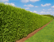Picture of a hedge