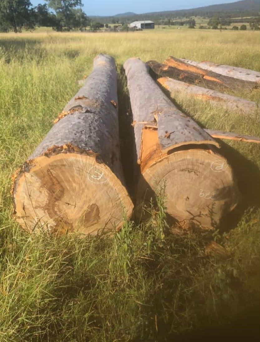 Two large logs lie on grass in a field; more logs visible in the background.