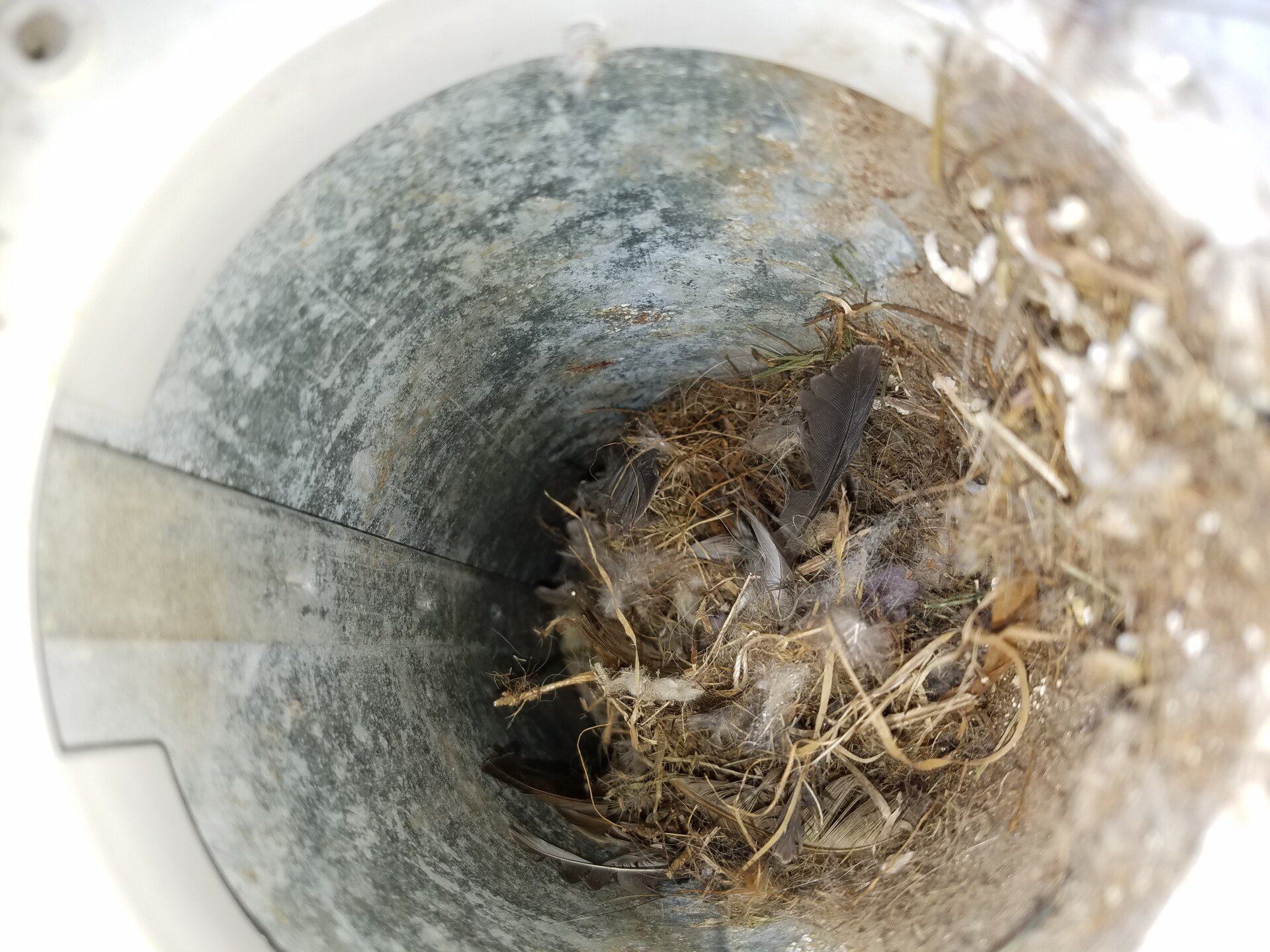 old malfunction vent cap allowing bird nest