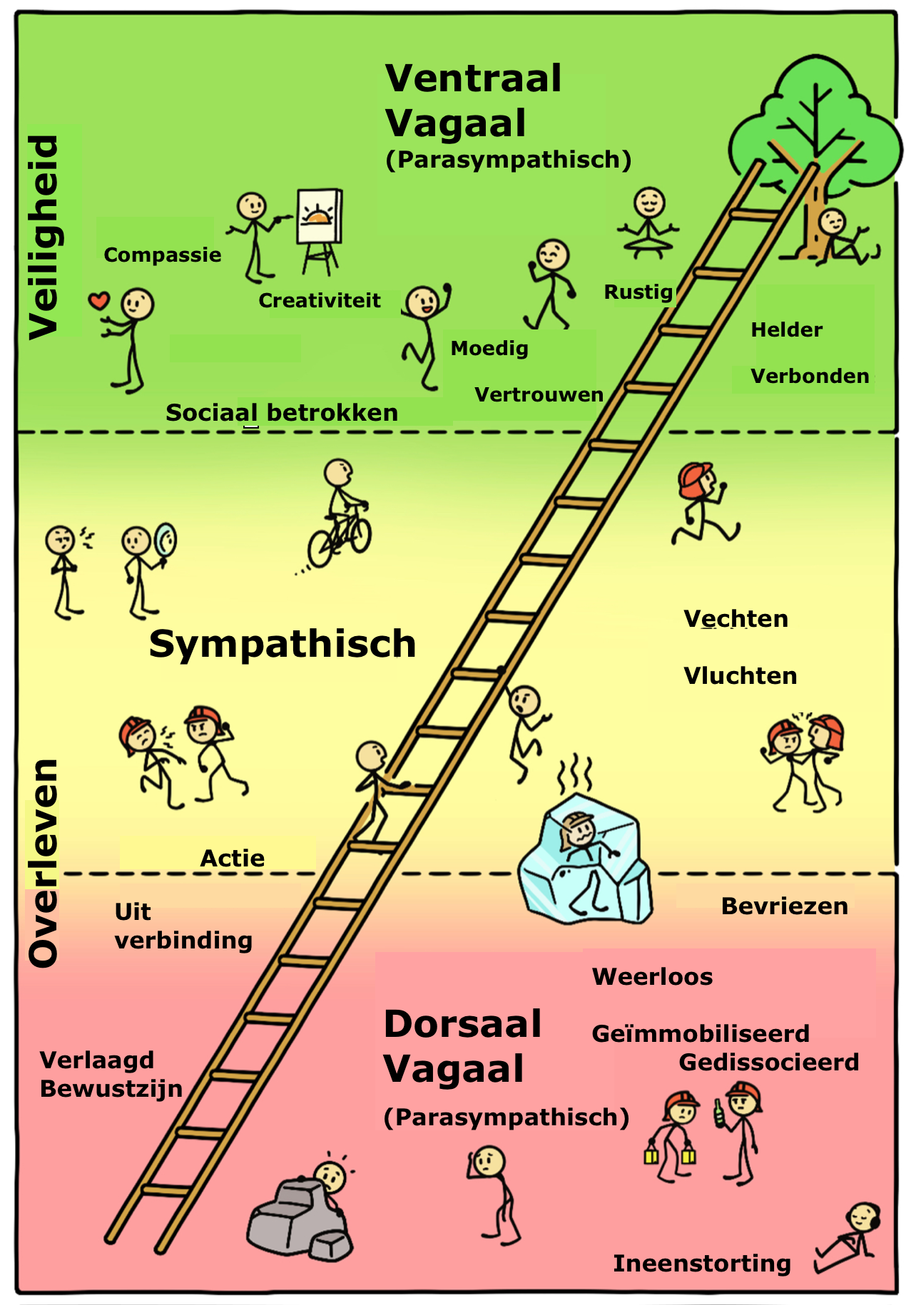 Polyvagaal theorie van Stephen Porges, sympathisch en parasympathisch autonome zenuwstelsel, ventraal dorsaal, chronische stress