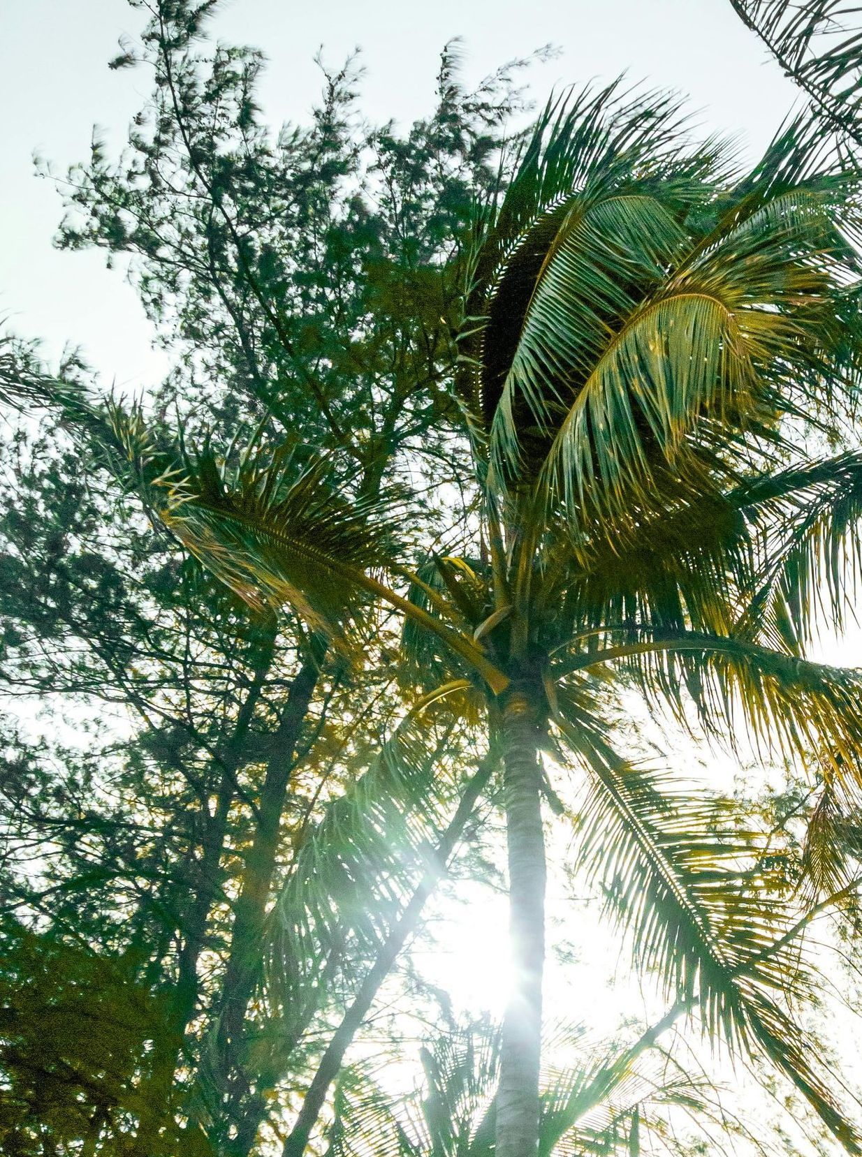 The sun is shining through the leaves of a palm tree.