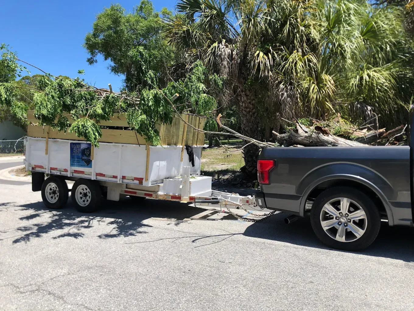Gray pickup truck towing a trailer overflowing with green branches on a paved road.