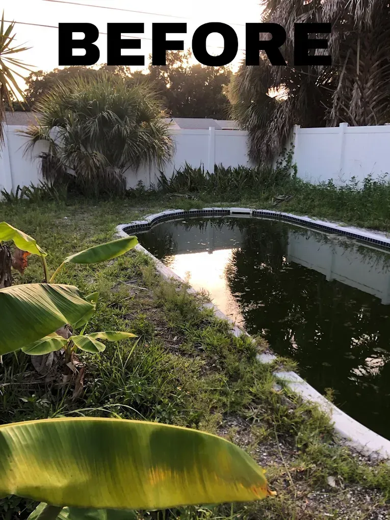 Overgrown backyard with a dirty swimming pool before renovation.