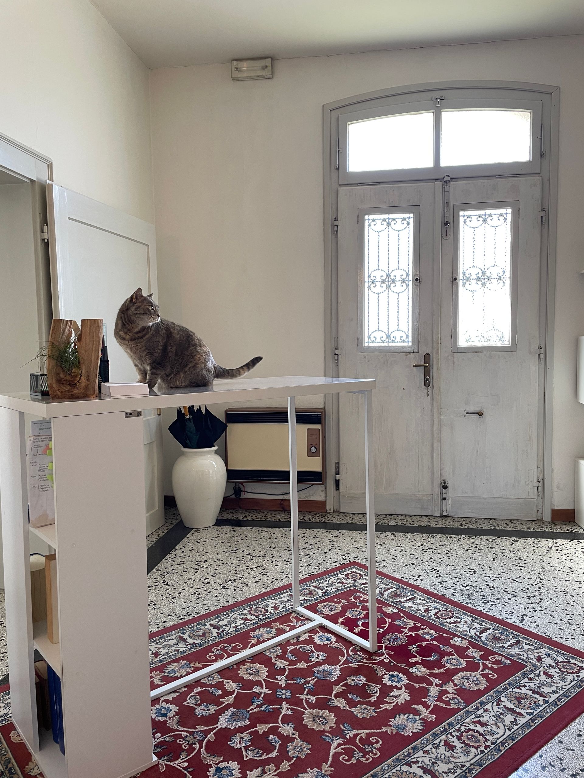Gatto in piedi su un tavolo bianco in una stanza luminosa con un tappeto a motivi rossi e la porta d'ingresso