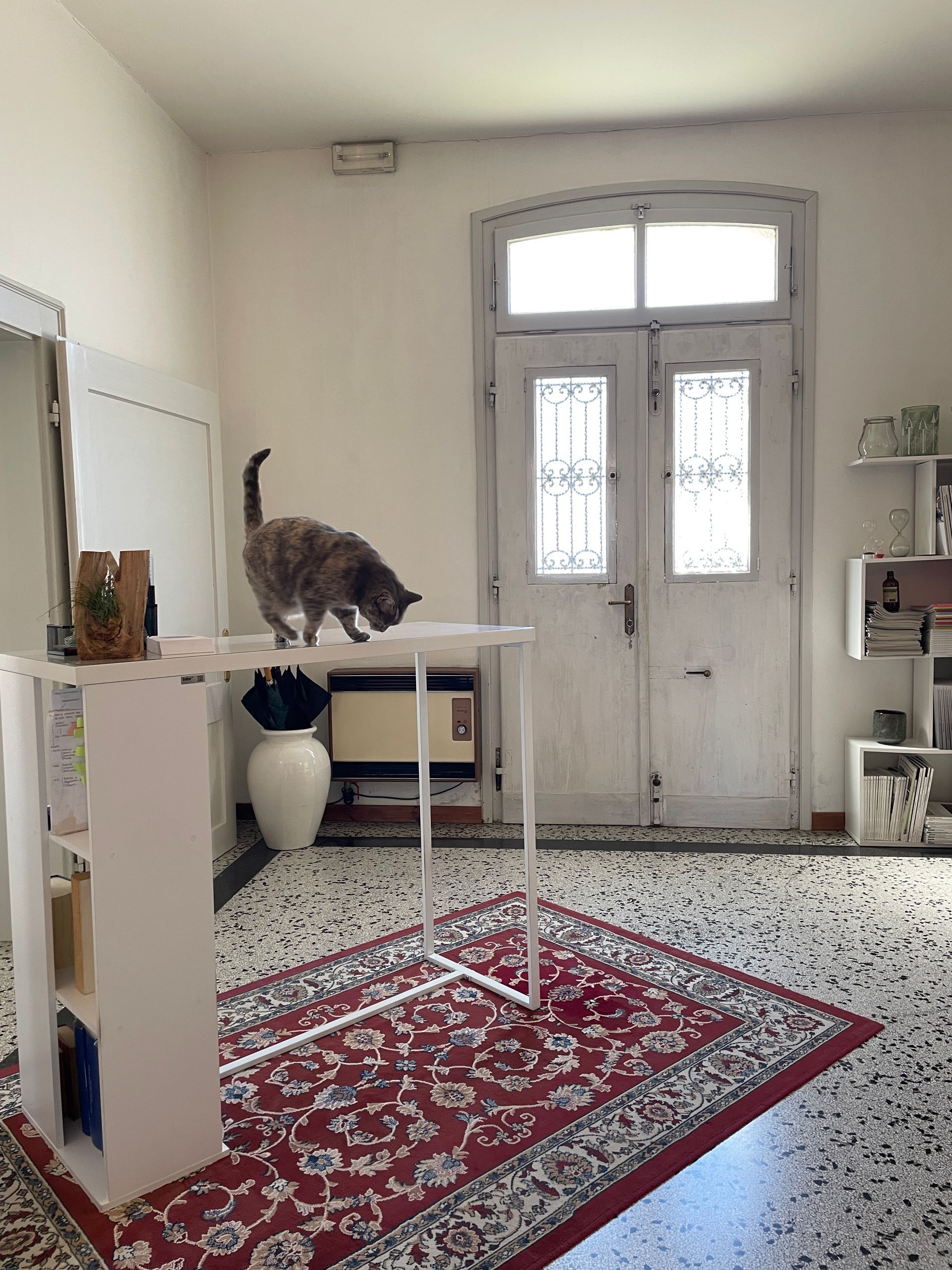 Un gatto in piedi su un tavolo bianco in una stanza luminosa con un tappeto a motivi rossi e un'alta porta d'ingresso.