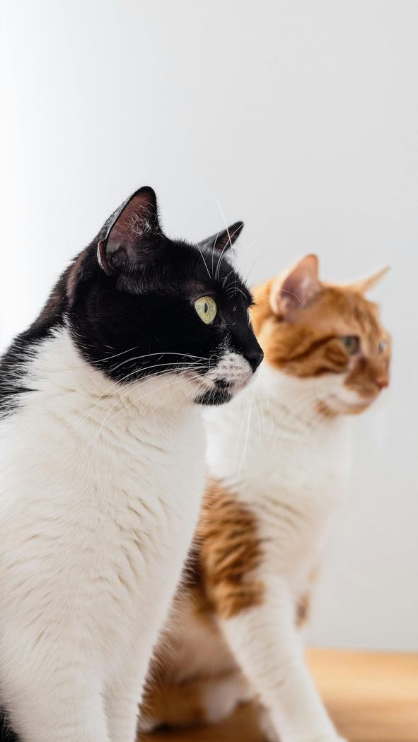 Un gatto in piedi su un tavolo bianco in una stanza luminosa con un tappeto a motivi rossi e un'alta porta d'ingresso.