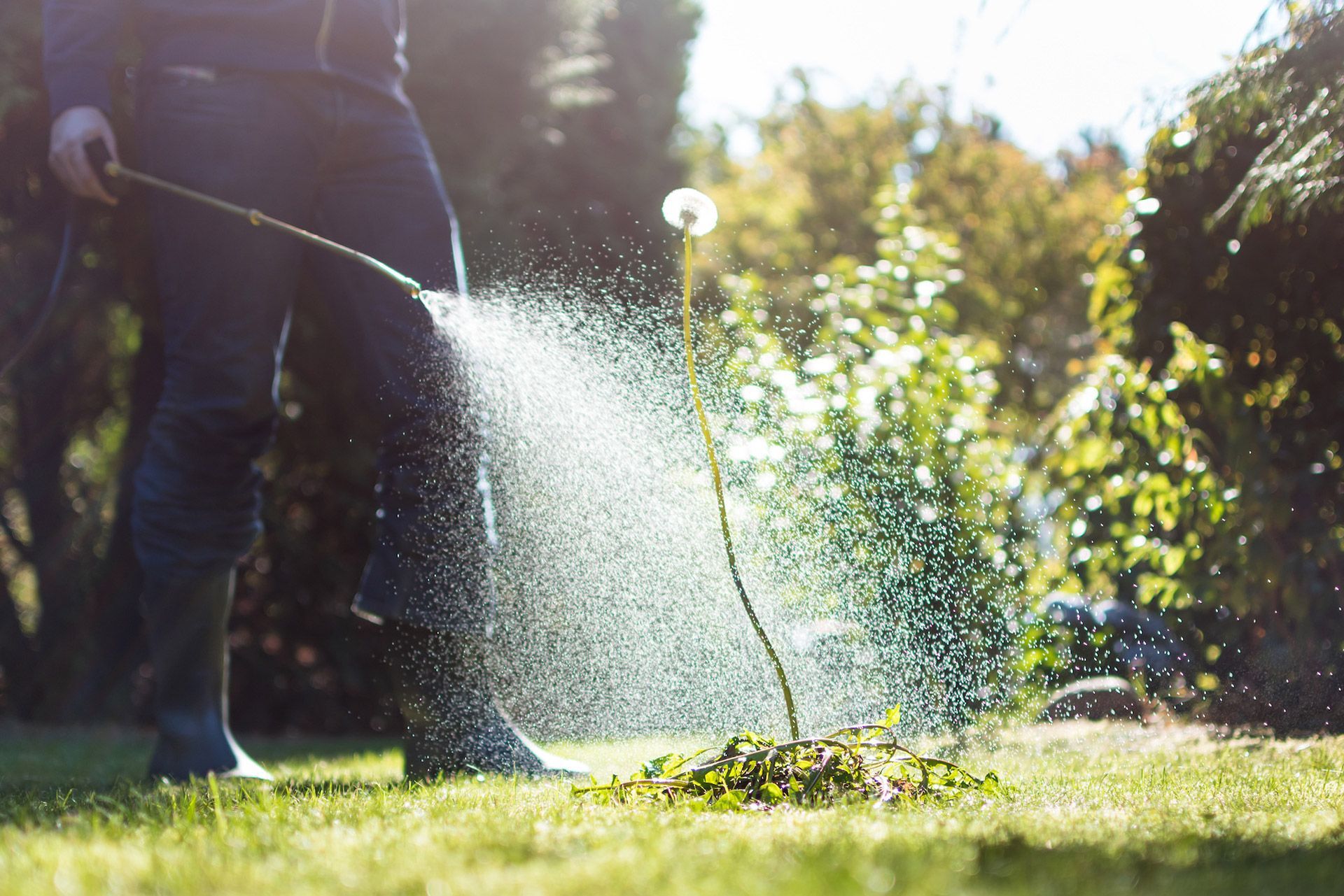Person spraying weed killer on a patch of weeds in a sunny lawn.