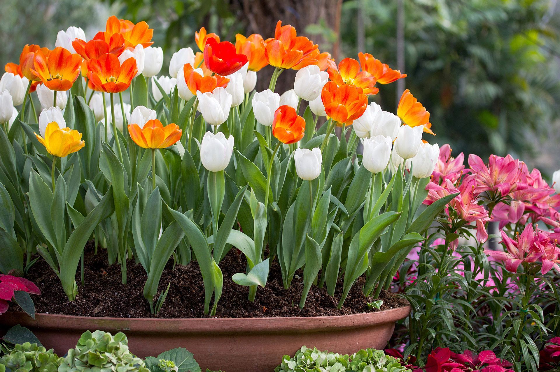 A planter overflowing with orange, white, and yellow tulips and other pink and red flowers.