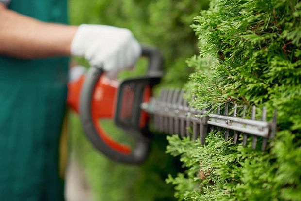 Person trimming a green hedge with an orange and black hedge trimmer, wearing white gloves.