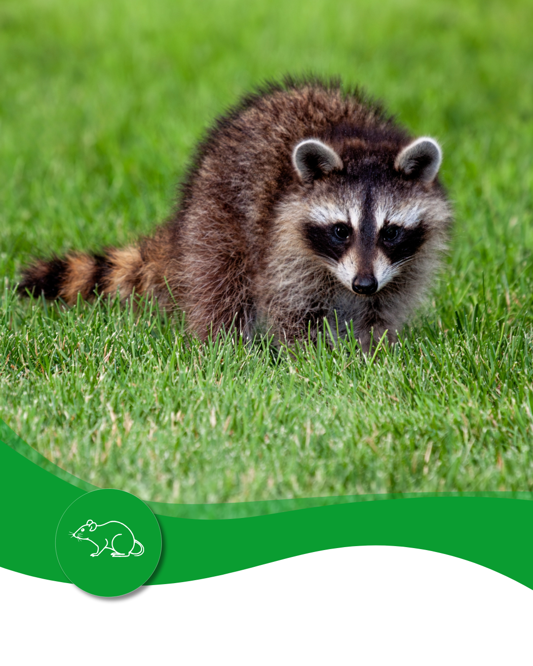 A raccoon is standing in the grass looking at the camera.