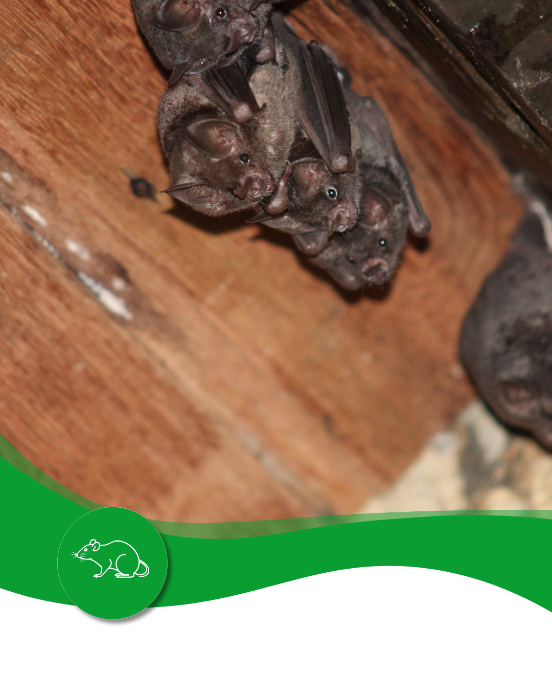 A group of bats laying on a wooden surface