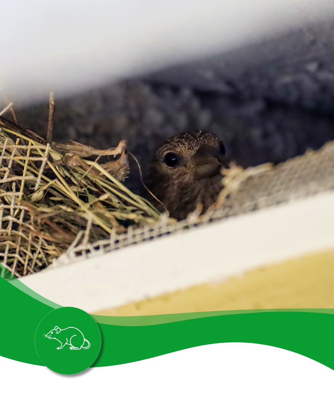 A small bird is sitting in a nest of hay.