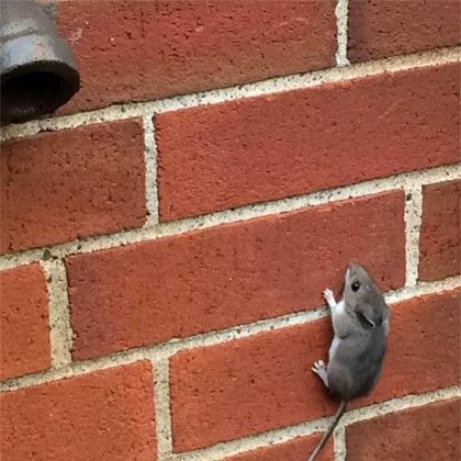 A small mouse is climbing up a brick wall.
