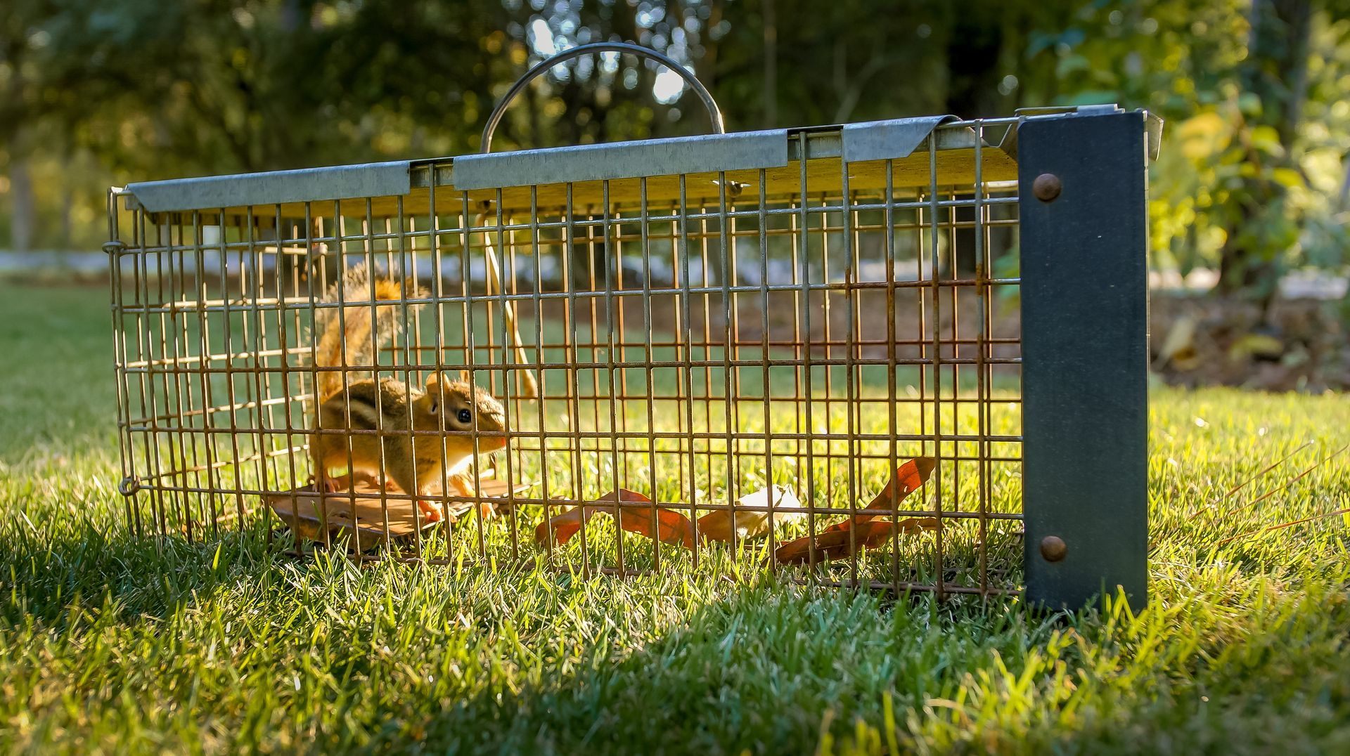 A squirrel is sitting in a cage in the grass.