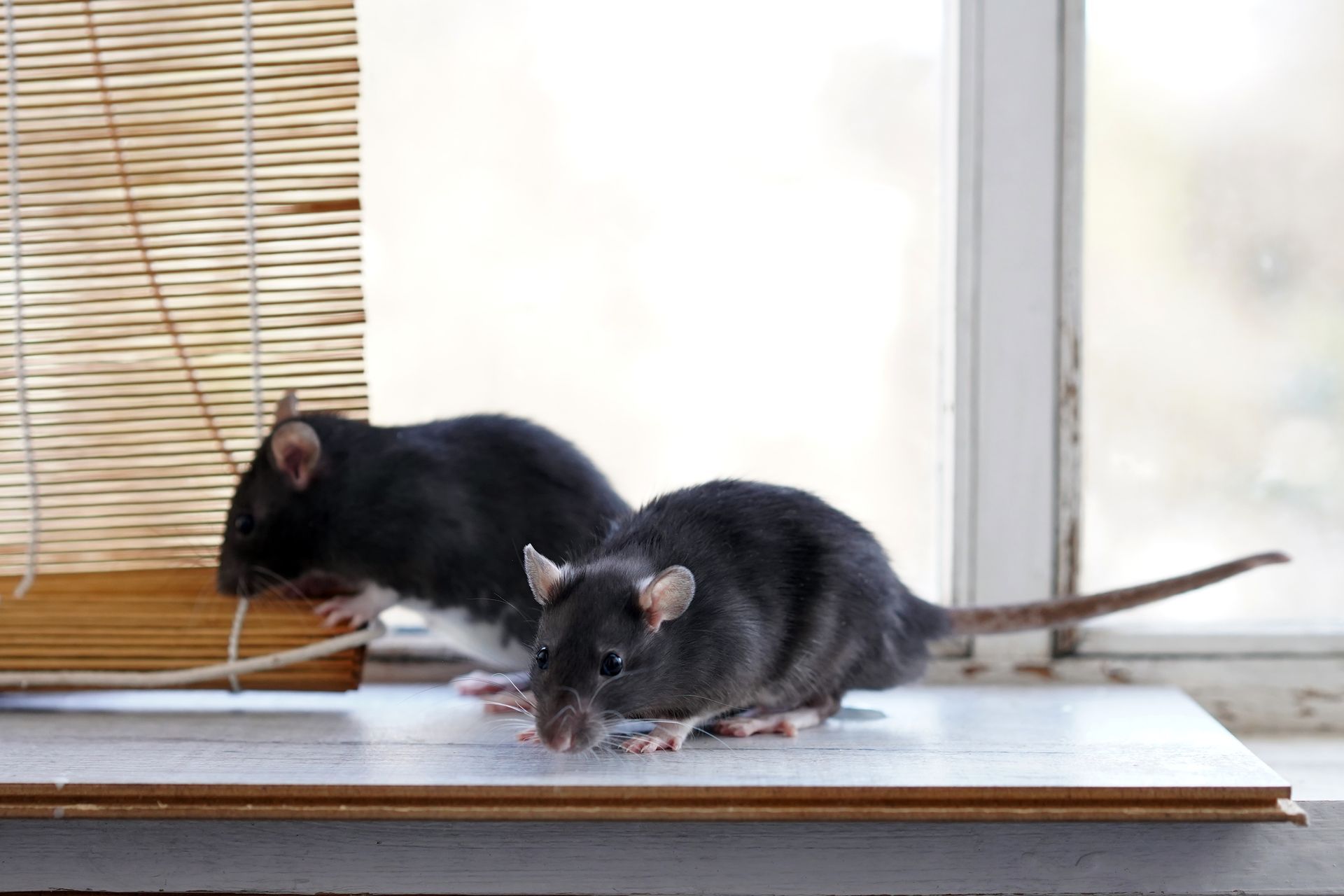 Two mice are sitting on a window sill next to a window.