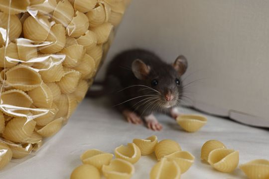 A mouse is sitting next to a bag of pasta shells.