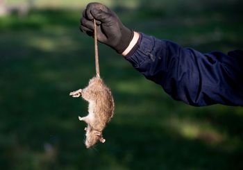 Gloved hand holding a dead rat by the tail outdoors.