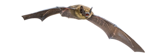A bat is flying through the air on a white background.