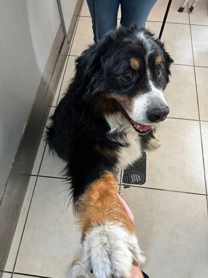 Médicos Veterinarios Pérez Villanueva