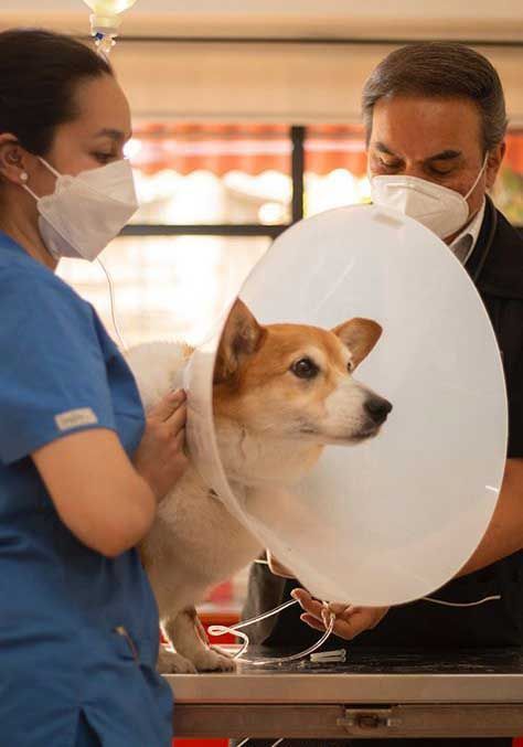 Médicos Veterinarios Pérez Villanueva