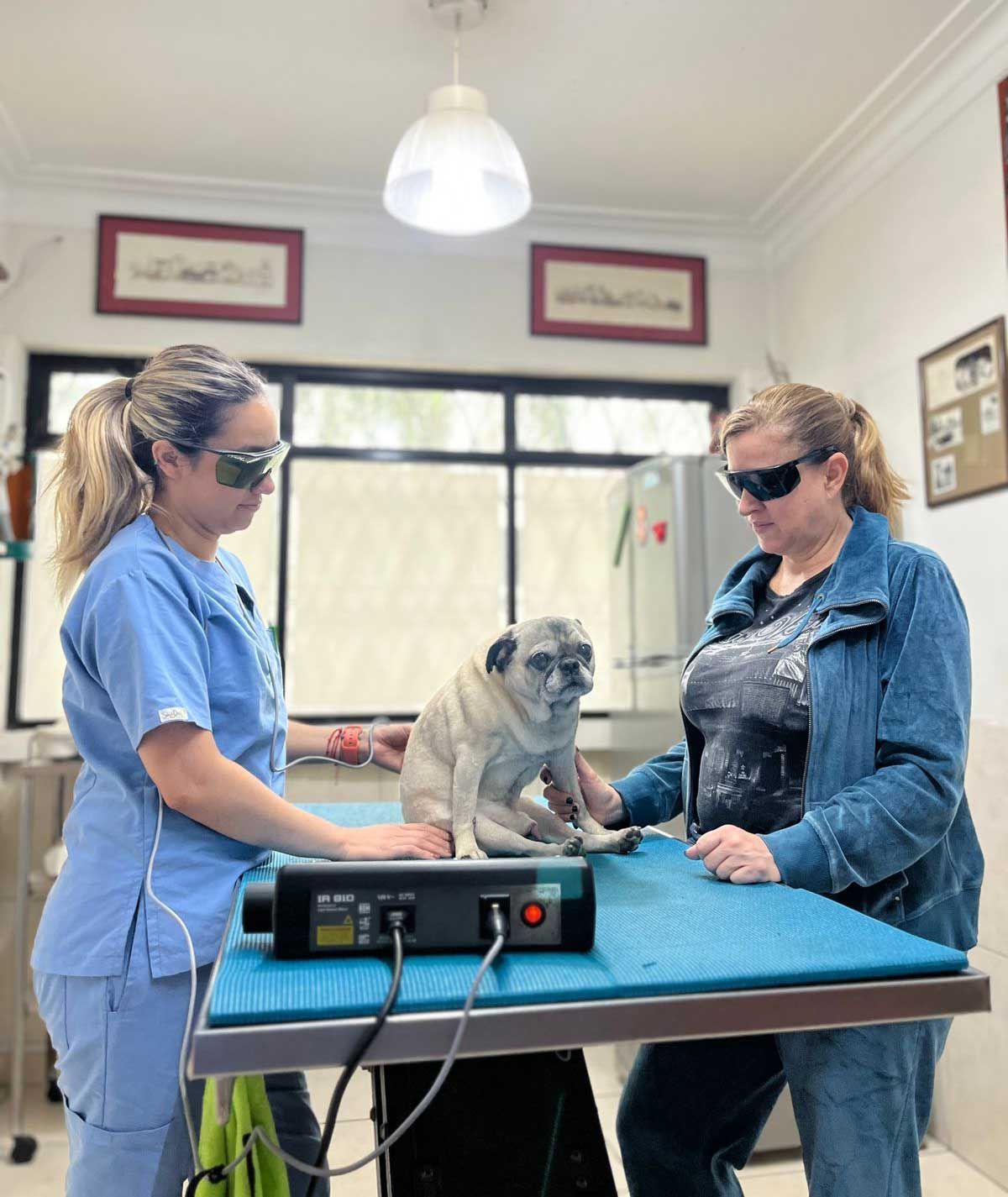 Médicos Veterinarios Pérez Villanueva