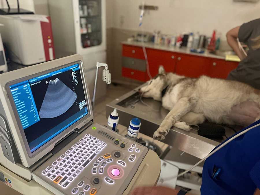 Médicos Veterinarios Pérez Villanueva