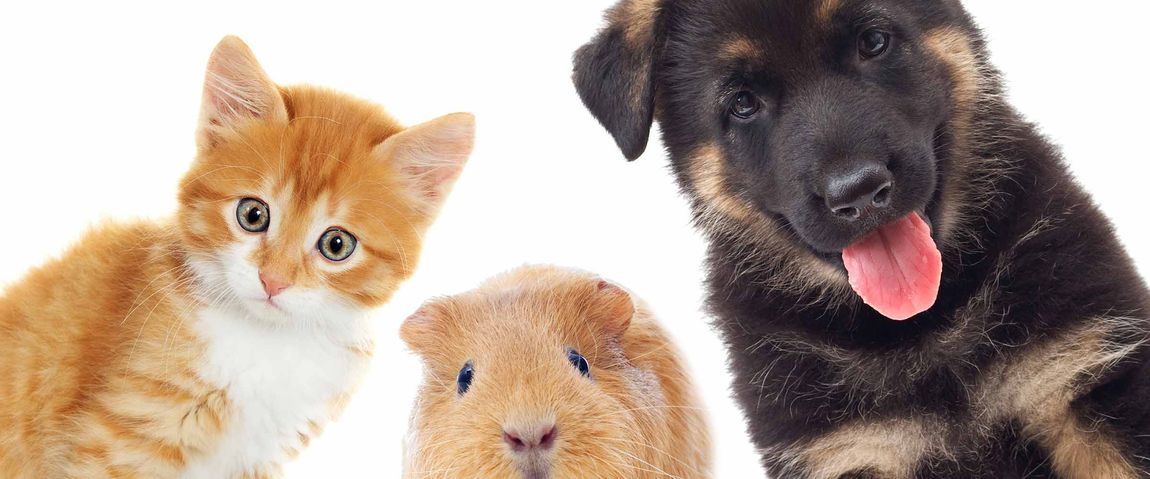 morphettville veterinary clinic cat dog and hamster