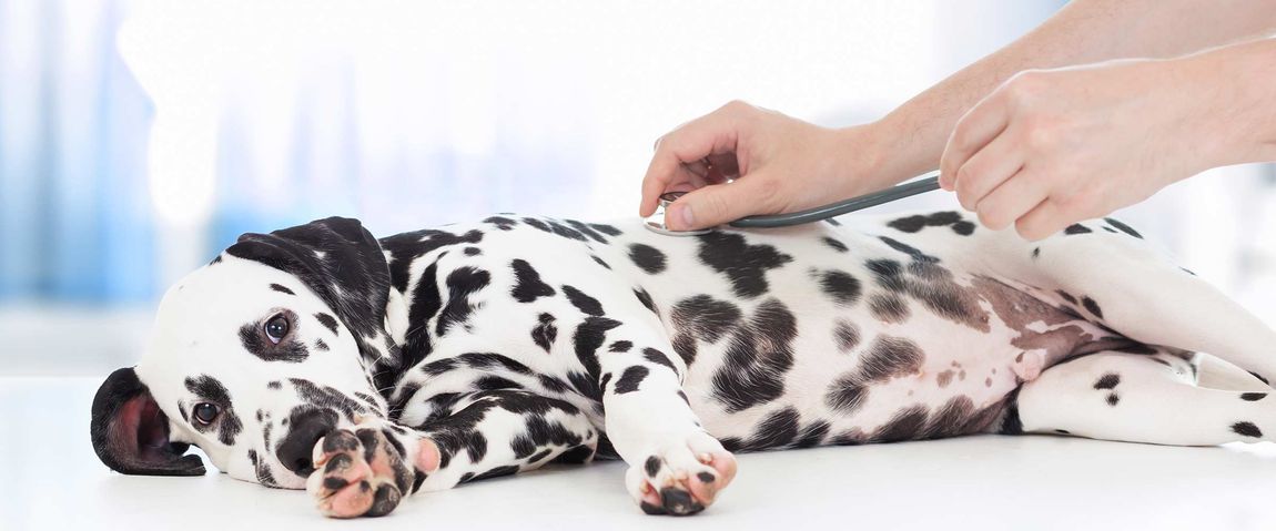 A Dalmatian that needs a pet vaccination in Adelaide