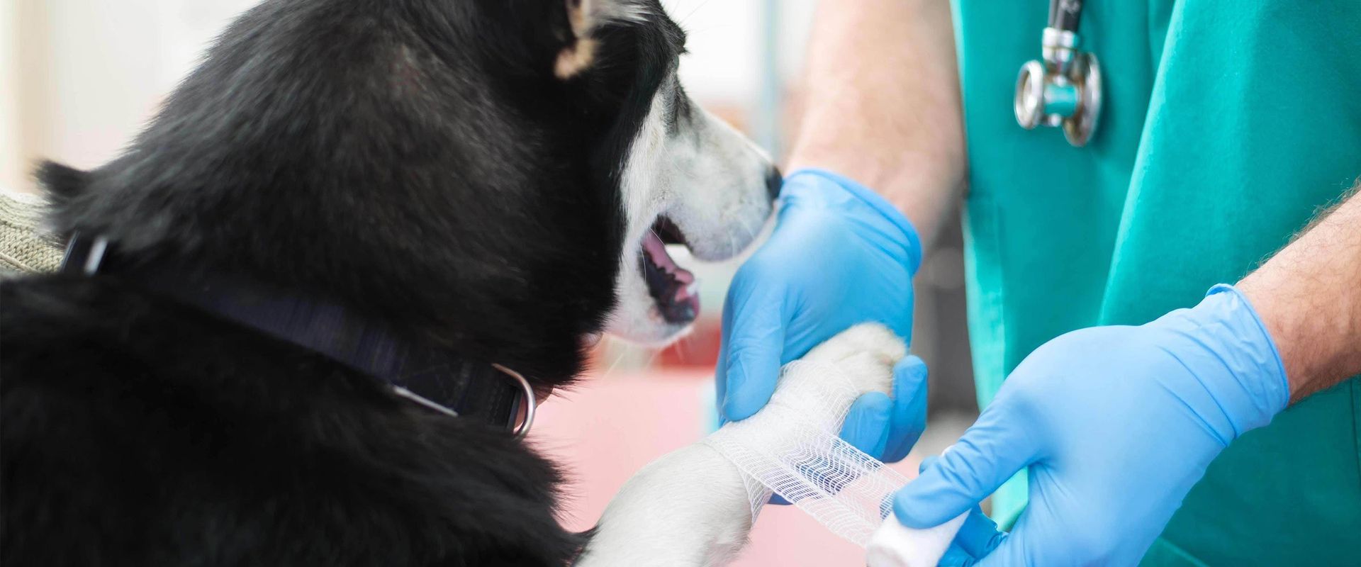 morphettville veterinary clinic dog getting leg treated