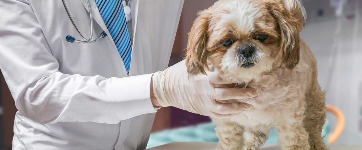 morphettville veterinary clinic little puppy gets the treatment
