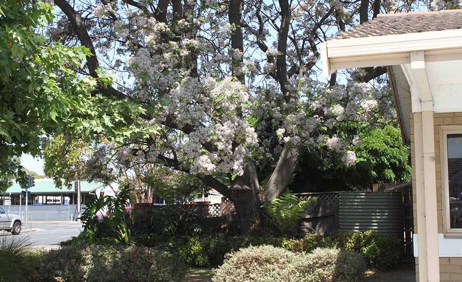 morphettville veterinary clinic outside view of our clinic