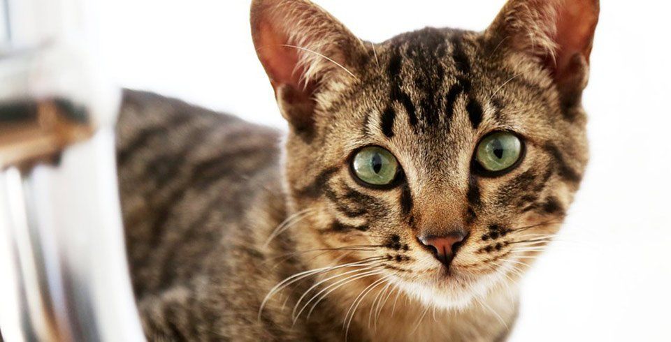 morphettville veterinary clinic tabby cat