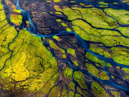 Aerial view of dark river channels cutting through bright yellow-green marshland