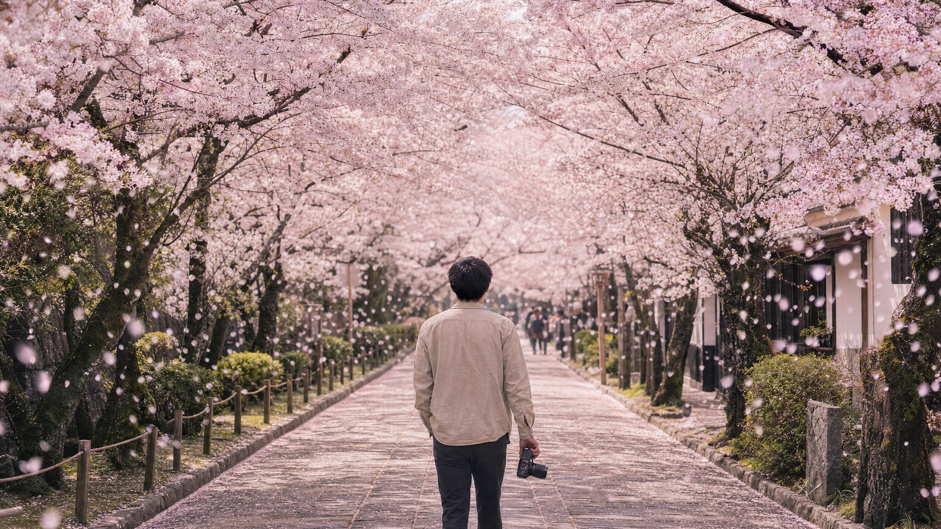 Person walking down a cherry blossom-lined path in spring