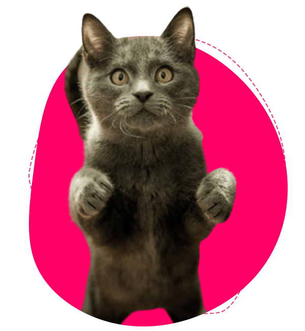 International and Domestic Pet Transport Melbourne