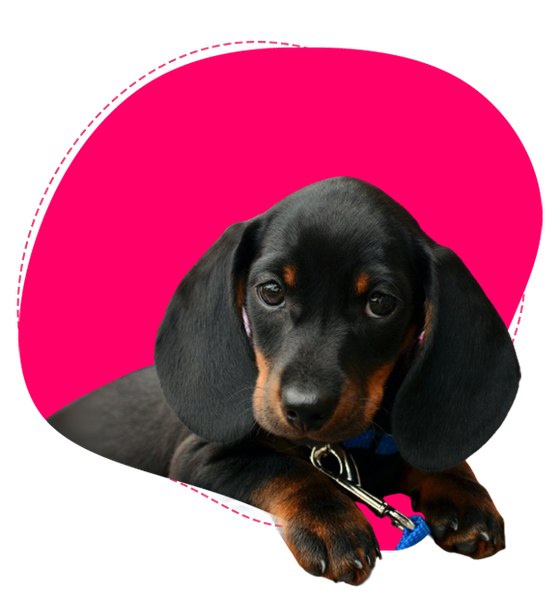 International and Domestic Pet Transport Melbourne