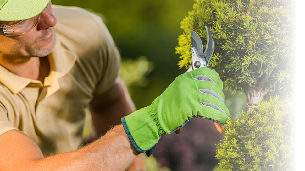 Gardener prunes a green shrub with pruning shears, wearing a green glove, in a sunny outdoor setting.