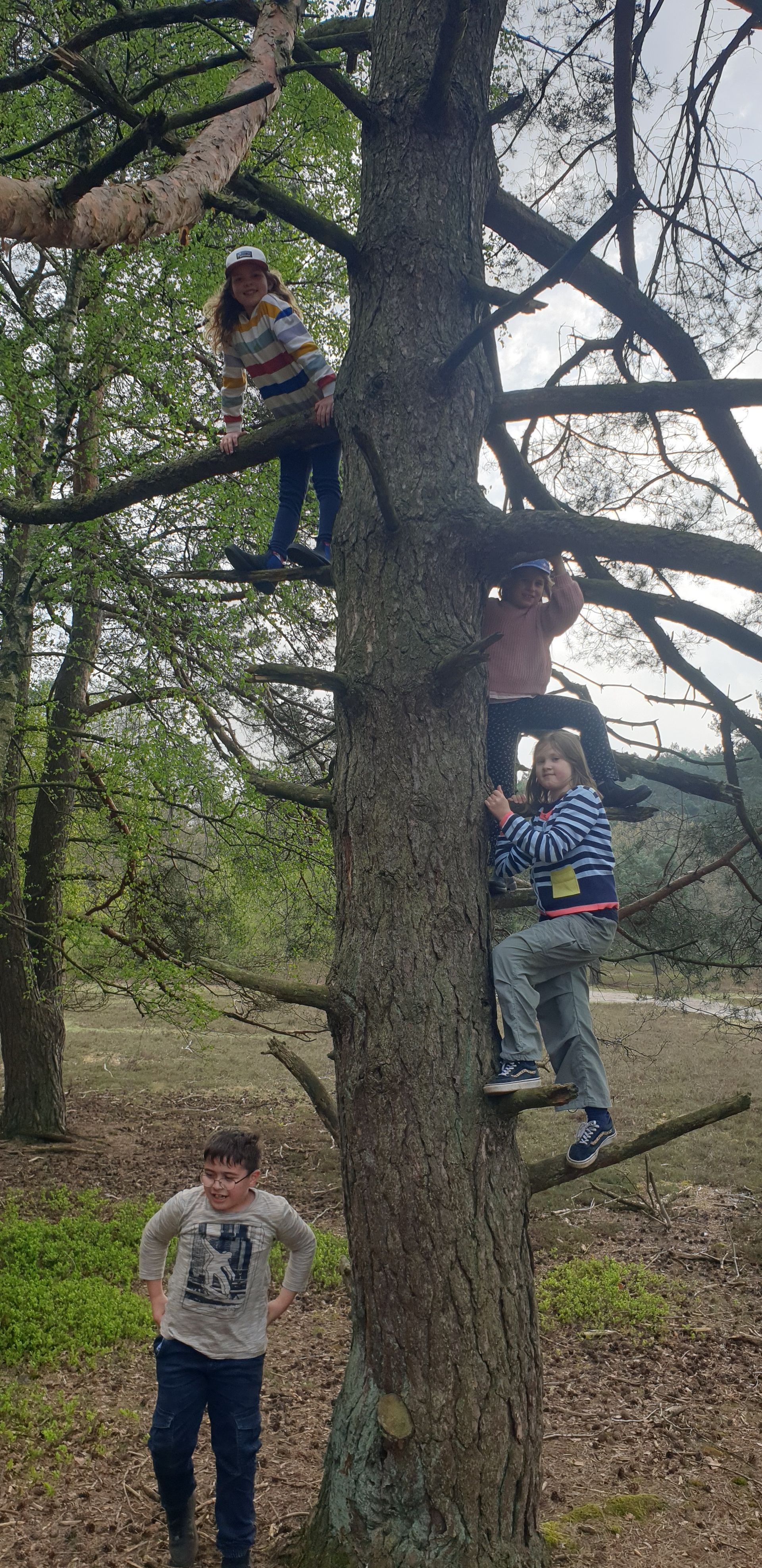 Kinder auf einem Baum