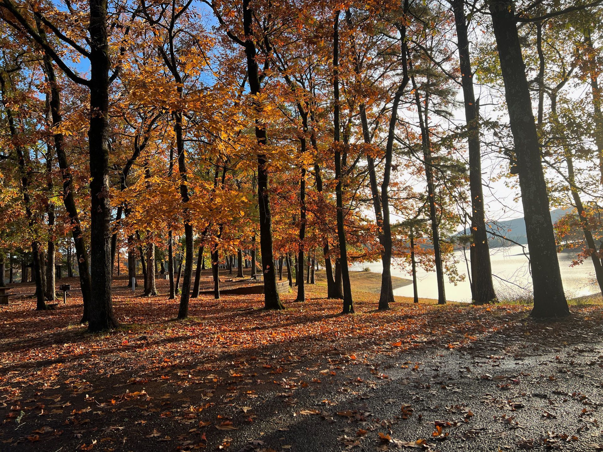 A forest with trees covered in leaves and a lake in the background.
