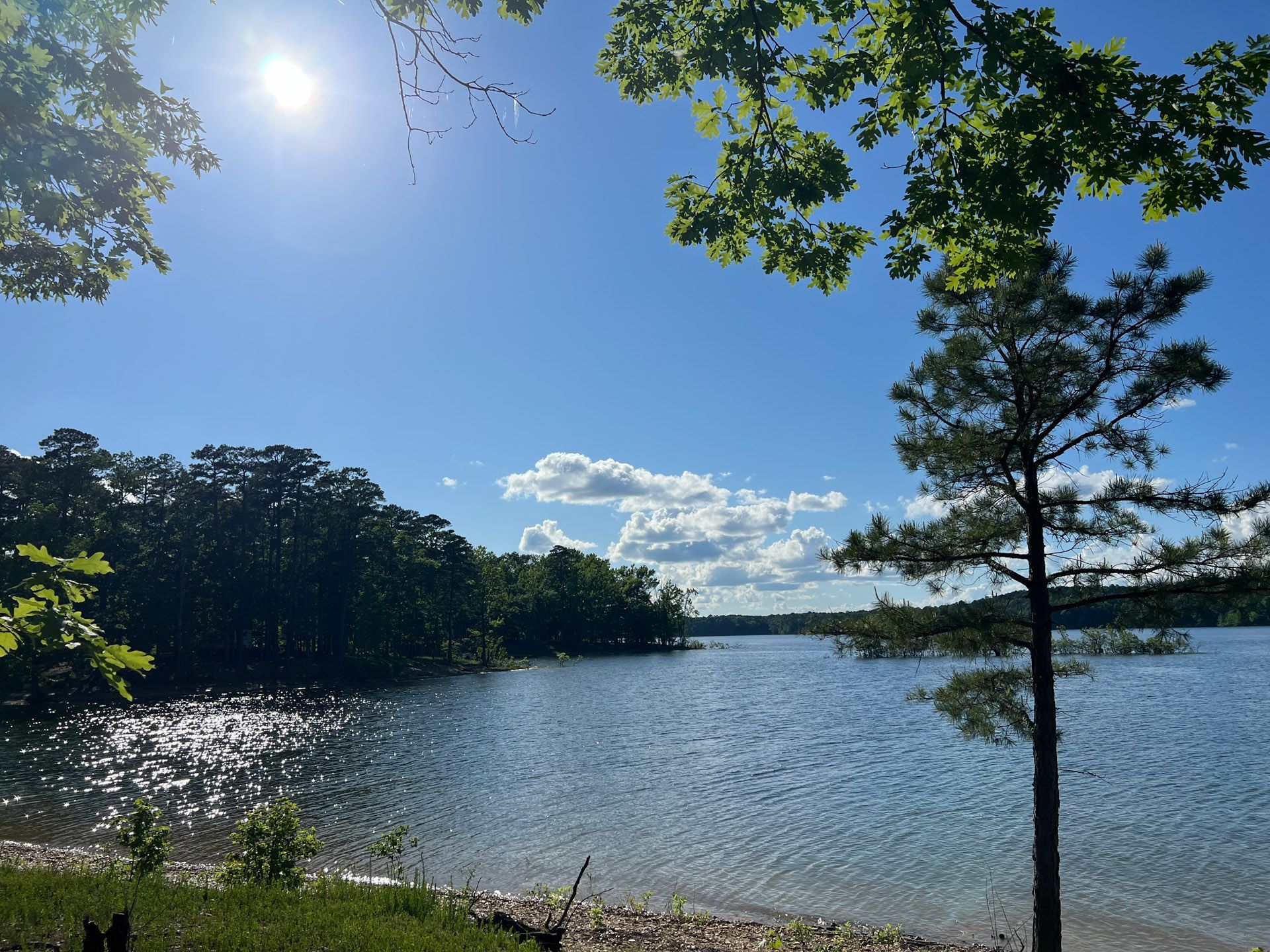 A lake surrounded by trees on a sunny day