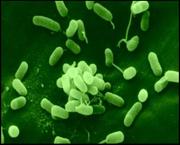 Arthrobacteria Arthrobacteria