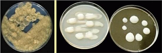 Galactomannans Galactomannans exopolysaccharide EPS