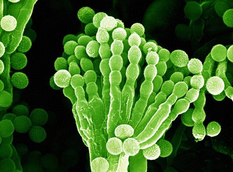 Penicillium Penicillium