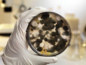 Global Indoor Health Network - Mycotoxins